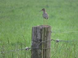 a little bird on a pole in the green grass.