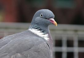 gray pigeon on the street view