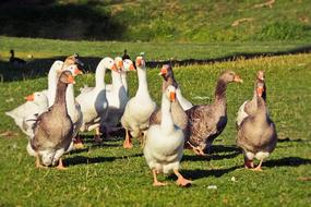 ducks flock grass view