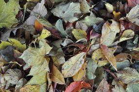 Leaves Autumn Ground