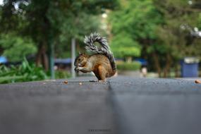 a little squirrel on the road