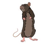 brown rat drawing