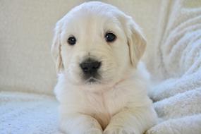 white puppy in bed
