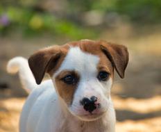 white dog with brown ears