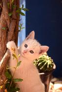 a small kitten in plants