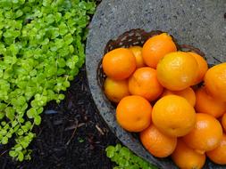 Juicy tangerines in a bowl