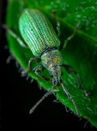 a green beetle on a green leaf in the night