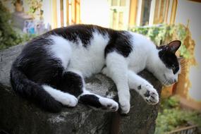 white cat with black spots