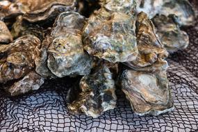 delicious oyster in a plate