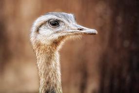 ostrich head is thin