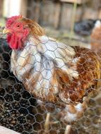 cock cage kind of brown
