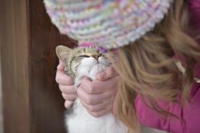 a beautiful cat with a baby