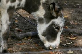 white cow with black spots