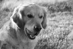 white dog at the grass in the field