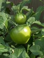 Unripe green fresh tomatoes in the garden