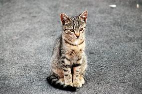 the cat is sitting on the road