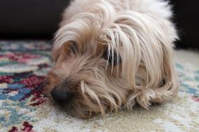 fluffy cute dog with a black nose