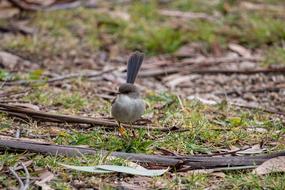 a little bird on a branch in the woods
