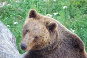 a big bear at the zoo by the grass