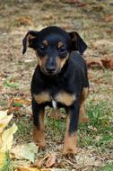 black little dog in the woods