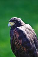 great eagle in the green grass