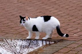 cat walking on the roof