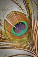 feather and eye view