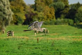 bird in a green field