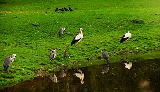 birds flock green grass view