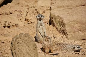 meerkats in the desert