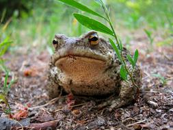 big toad in the woods