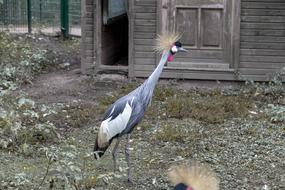 gray bird at the zoo