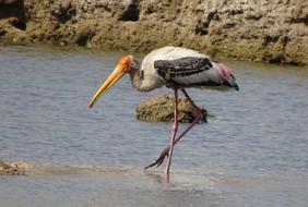 bird with long red legs