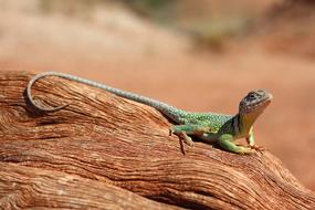 long-tailed lizard