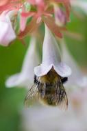 bee in a flower bud