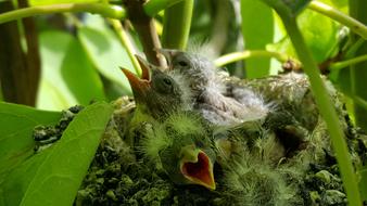 fledglings in the green foliage