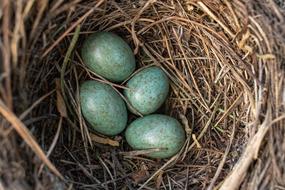 green nest eggs