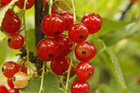 sweet ripe berries in the garden