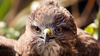 fluffy beaked chick