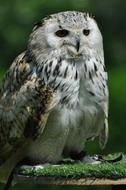 a magnificent owl in a tree