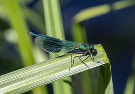 insect on a leaf in the grass