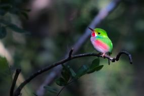 a little colored bird in a tree