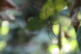 tree spider with long legs