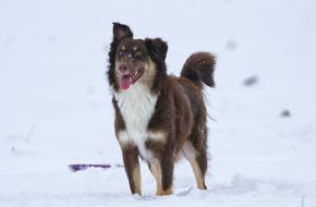 a beautiful dog with a long tongue