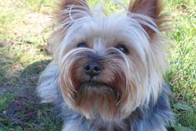pet dog in the grass