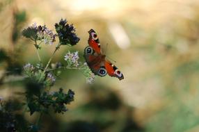 butterfly with patterns on its wings