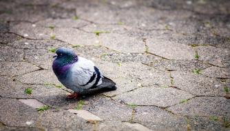 colorful dove on the pavement