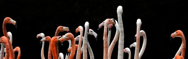 flamingo pink on black