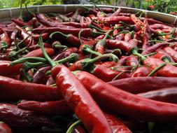 hot tasty peppers harvest