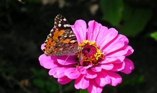 a beautiful flower in a butterfly pattern.